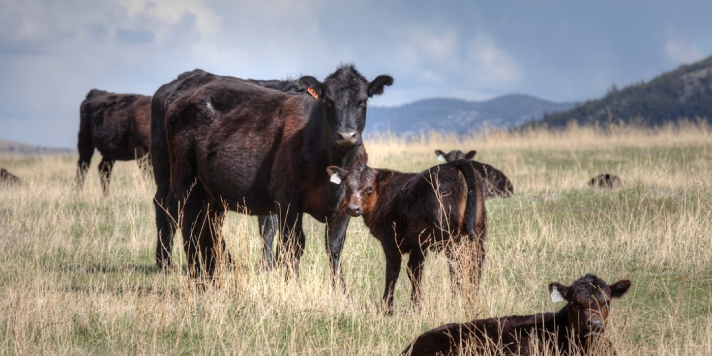 Black Angus na uhlíkoch: Prečo je toto mäso kráľom grilovačiek